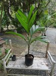 Areca guppyana 