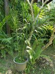 Dypsis malcomberi 