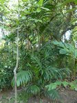 Areca congesta