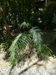 Chamaedorea seifrizii feuilles fines 