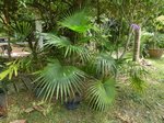 Coccothrinax sp.   