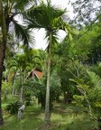 Areca catechu dwarf : Hybride * Vari�t� dwarf du Cambodge X * dwarf Tha�lande