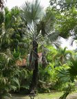 Caryota mitis 