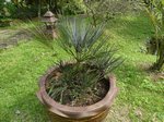 Chamaerops humilis var. cerifera