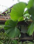 Licuala peltata var. sumawongii 