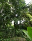 Areca vestiaria 'red leaf form'