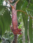 Areca vestiaria 'red leaf form'