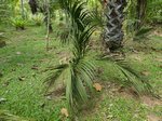 Dypsis decipiens 