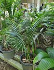 Dypsis sp. Jurassic Park