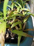 Pritchardia � identifier