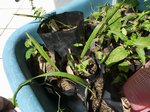 Livistona mariae 