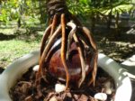 Cocos nucifera bonsai