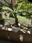 Cocos nucifera bonsai