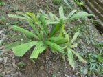 Lanonia gracilis * ex Licuala flabellum et gracilis