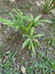 Lanonia gracilis * ex Licuala flabellum et gracilis