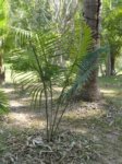 Dypsis sp. Ambaja