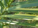 Elaeis guineensis�variegata