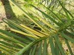 Elaeis guineensis�variegata