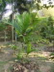 Areca sp 'N�6'
