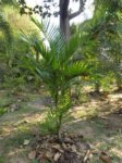 Areca sp 'N�6'