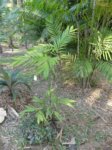 Chamaedorea microspadix petits fruits