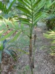 Chamaedorea microspadix petits fruits