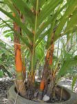 Areca vestiaria 'orange leaf form' clumping