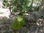 Pinanga batanensis