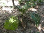 Pinanga batanensis