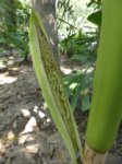 Areca vestiaria x A. guppyana