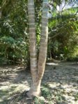 Dypsis sp. � identifier