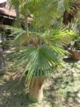 Coccothrinax boschiana�