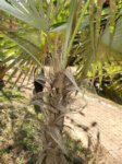 Coccothrinax boschiana�