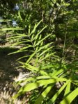 Calamus peregrinus