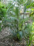 Areca sp. Ubon