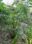 Areca sp. Ubon