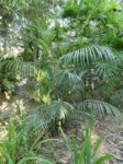 Areca sp. Ubon