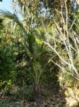 Cocos nucifera var. 'Kalo' = cr�ne * Gros fruit rond en forme de cr�ne