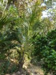 Cocos nucifera var. 'Kalo' = cr�ne * Gros fruit rond en forme de cr�ne