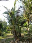 Cocos nucifera var. 'Kalo' = cr�ne * Gros fruit rond en forme de cr�ne