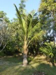 Cocos nucifera var. 'Kati puomroy' * Utilis�e pour le lait, en grappe serr�e