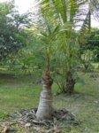 Cocos nucifera var. 'Pueak wan' = Bourre sucr�e commestible