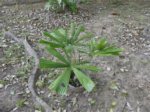 Lanonia gracilis * ex Licuala flabellum et gracilis