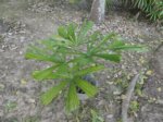 Lanonia gracilis * ex Licuala flabellum et gracilis