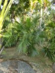 Livistona australis 