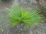 Thrinax parviflora