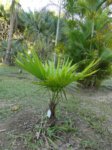 Thrinax parviflora