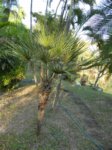 Chamaerops humilis