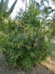 Rhapis siamensis 