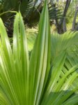 Livistona chinensis variegata 